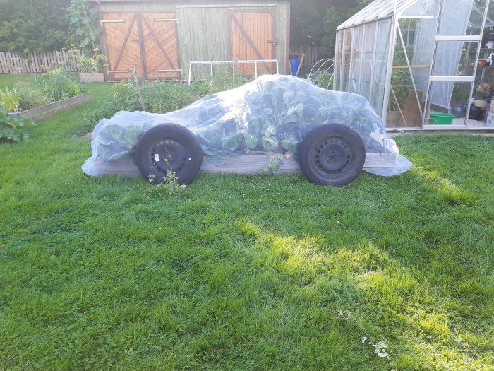 Grönsaksland täckt med fiberduk formad som en bil med riktiga däck.