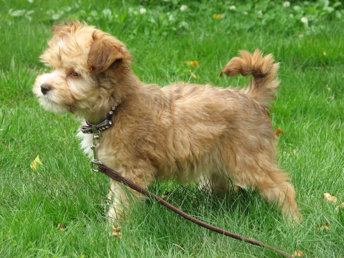 Ung brun hund med fluffig päls på gräs med koppel, ser ut att utforska omgivningen.