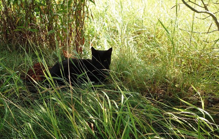 Svart katt som vilar i skuggan bland gräs och gröna växter en solig dag.