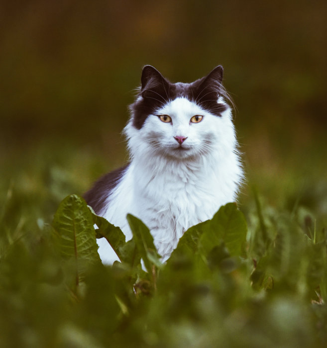 Svartvit katt kallad Lill-Björn poserar majestätiskt bland gröna växter.