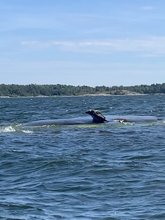 Säl vilar på en flytande stock i havet med skogklädda öar i bakgrunden.