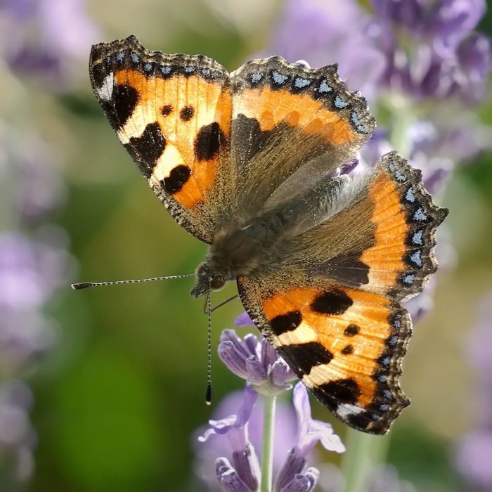 Nässelfjäril med orange-svarta vingar på en lila blomma mot en suddig grön bakgrund.