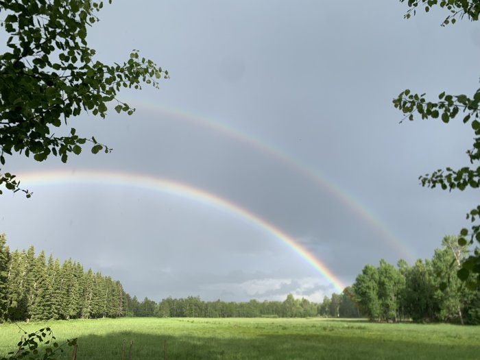 Dubbel regnbåge över en öppen äng med skogsbryn och mörka moln i bakgrunden.