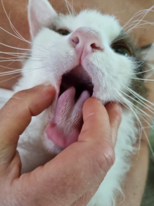 En vit och grå katt med öppen mun medan en person håller upp dess läpp för att inspektera munnen.