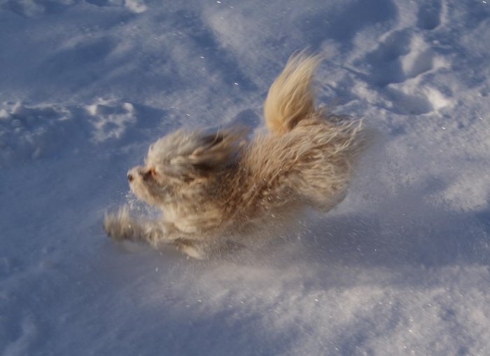 Fluffig unghund i full fart genom djup snö, öron och päls fladdrar.