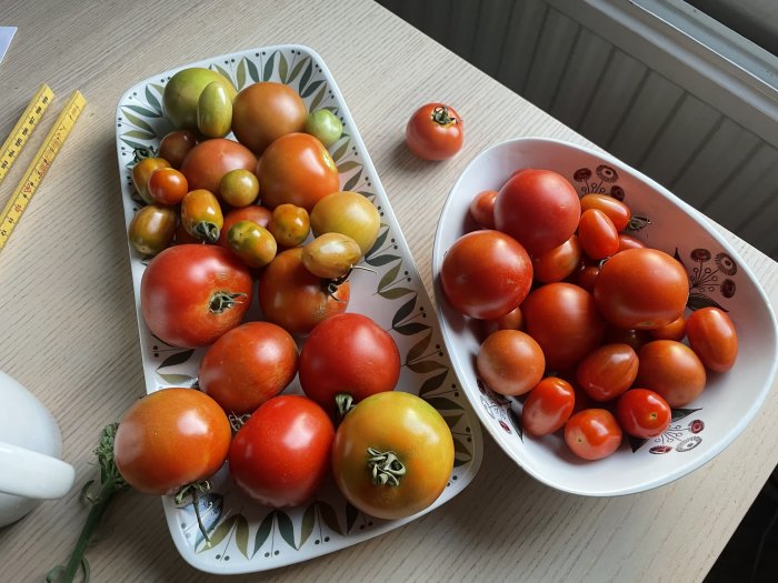 Flera mogna tomater i olika storlekar och nyanser av rött och gult på två vita serveringsfat, med en måttstock bredvid.