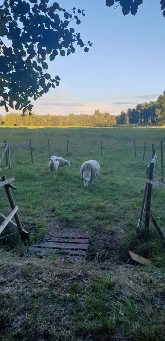 Får betar i en solbelyst hage med trädskuggor, inneslutna av ett enkelt staket, med kvällshimmel i bakgrunden.