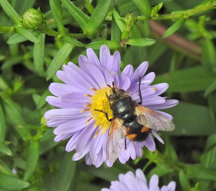 En humla som pollinerar ett lila blomhuvud med gula mitten på en grönskande bakgrund.