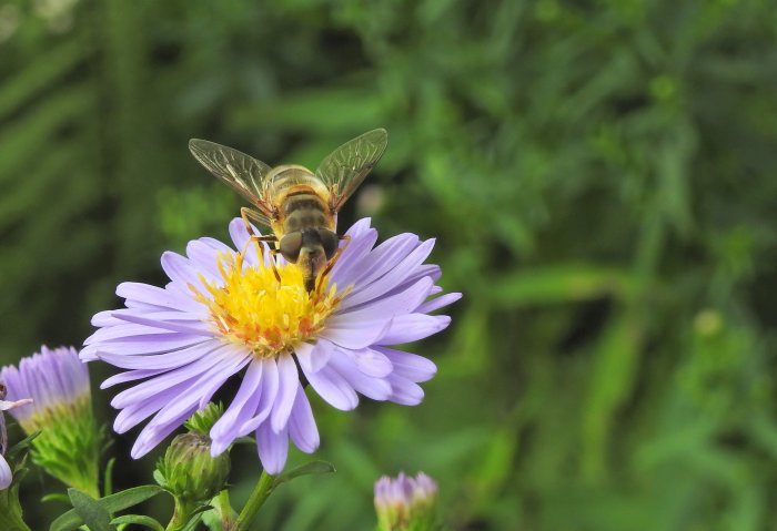 Bee pollinating a vibrant purple aster flower with green foliage in the background.