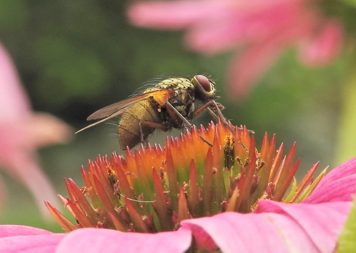 Fluga på en blommas pistiller med rosa blomblad i bakgrunden.