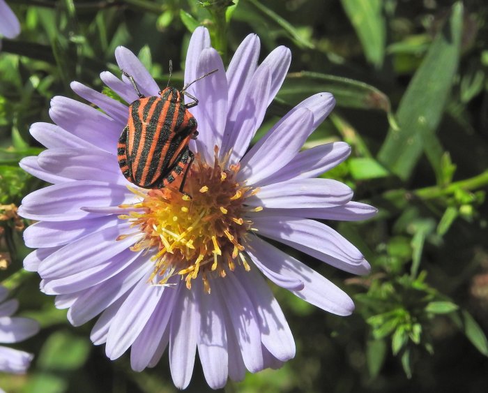 Randig skalbagge på lila blomma mot grönt bakgrundsgräs