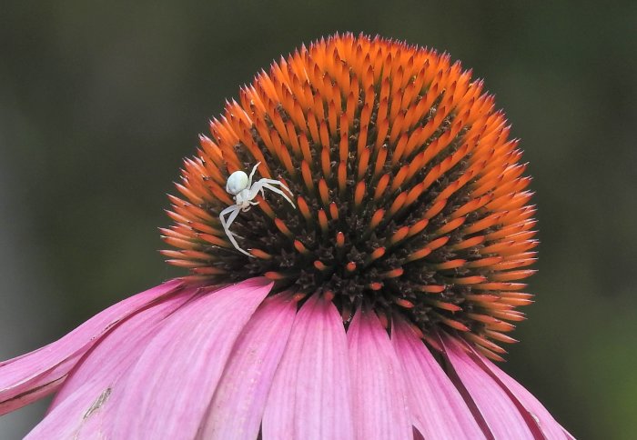 En vit spindel på en rosa blomma med rödorange ståndare.