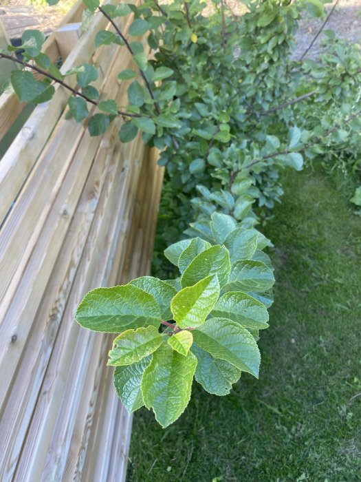 Nyplanterad buske med gröna blad intill trästaket på en gräsmatta.