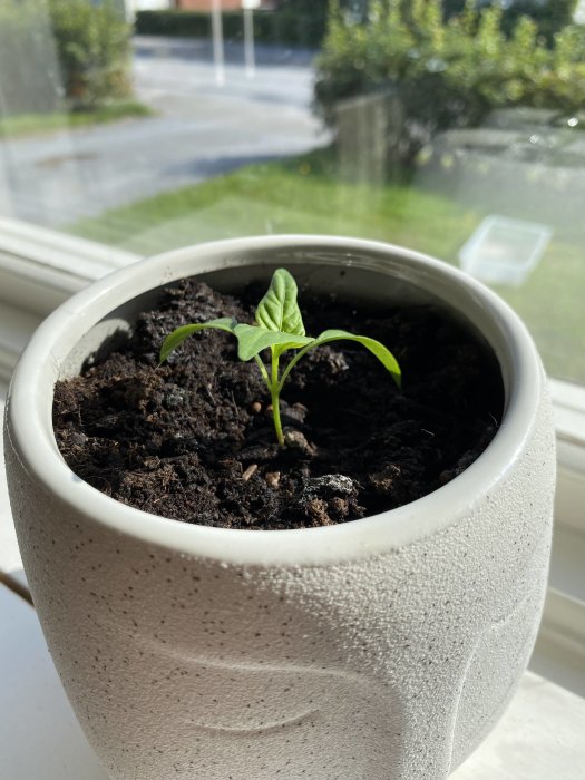 Ung chiliplanta växer i en grå kruka med jord, inomhus vid ett fönster.