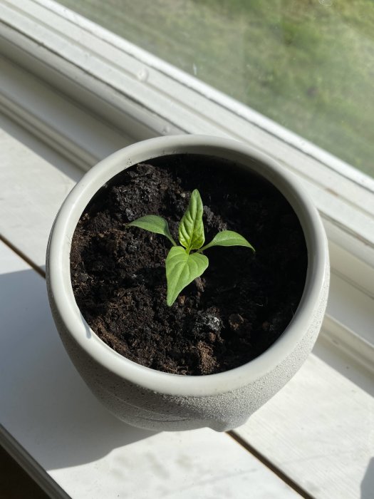 Ung chiliplanta med två blad i grå kruka på fönsterbrädan i solljus.