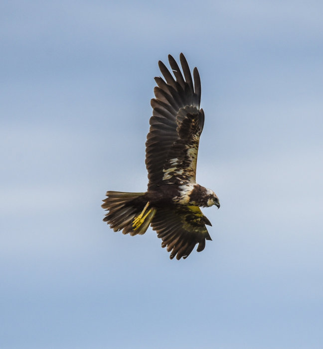 Rovfågel i flykt mot blå himmel, vingarna fullt utspända.