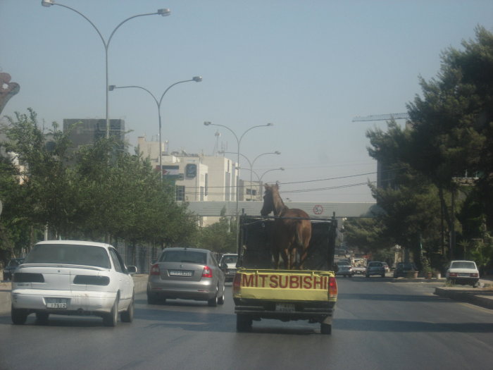 Häst som står på flaket av en Mitsubishi-lastbil i trafik i Amman, Jordanien.