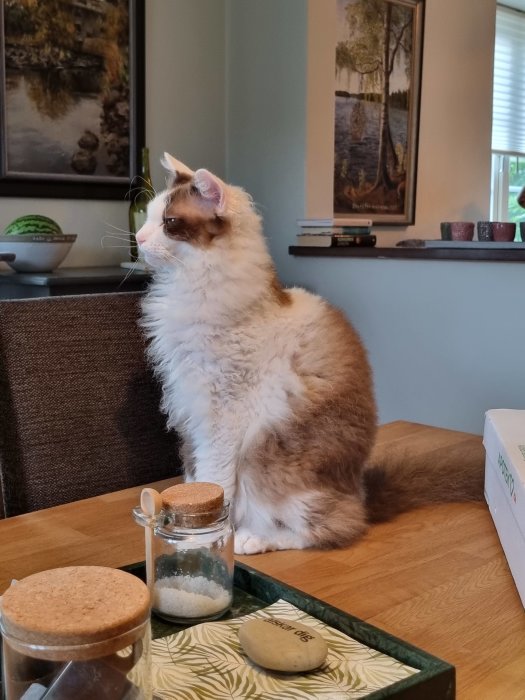 Fluffig tvåfärgad katt sitter på ett bord med bakvänd blick, brevid burkar och en sten.