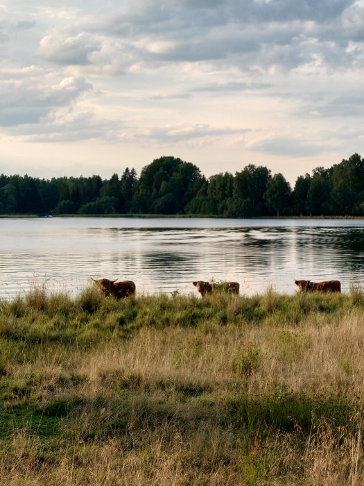 Kossor som betar nära en sjö med skog i bakgrunden och molntäckt himmel.