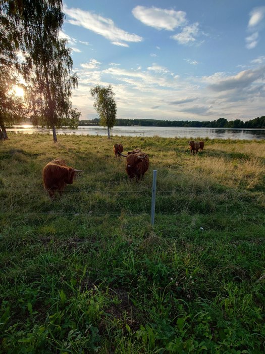 Flera Highlandsboskap betar på en äng vid sjön i solnedgången med björkträd i förgrunden.