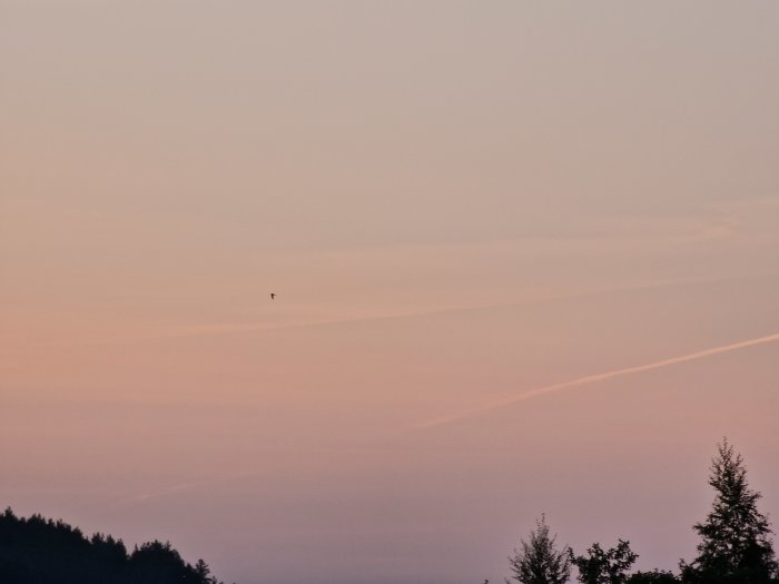 Pastellfärgad himmel vid solnedgång med konturer av träd och en fågel i flykt.