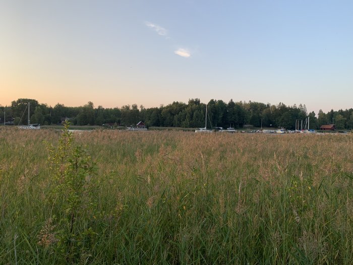 Kvällsutsikt över ett fält med båtar och skog i bakgrunden på Marholmen.