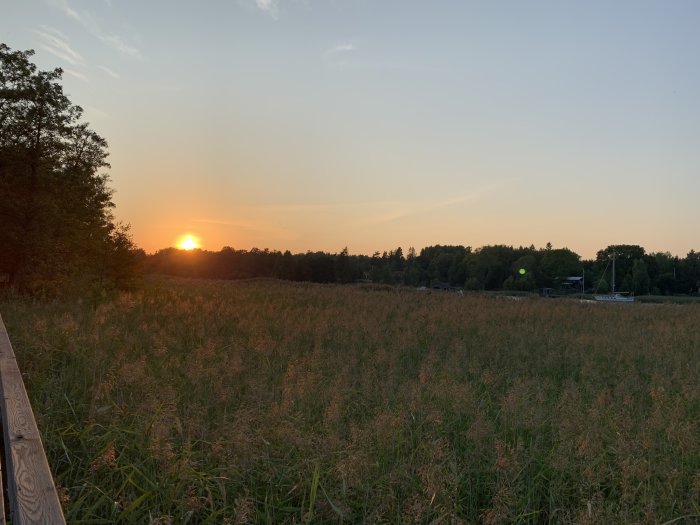 Solnedgång över ett fält på Marholmen med träd och en segelbåt i bakgrunden.