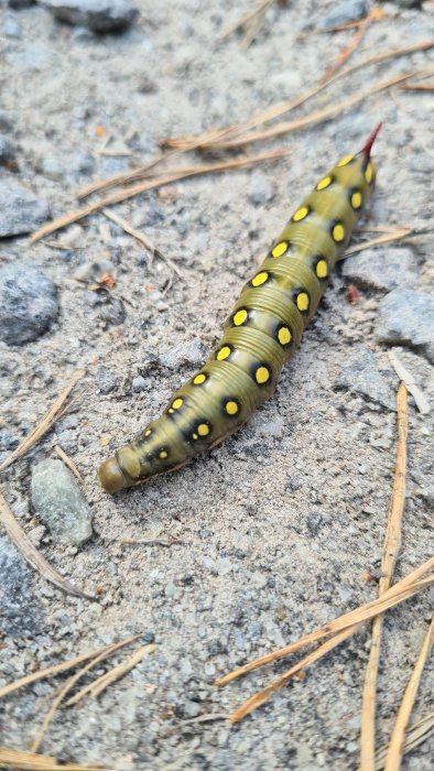 En larv till Brunsprötad Skymningssvärmare på en sandig stig med nålar och småstenar.