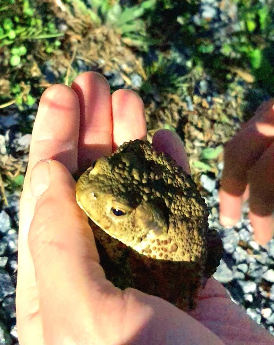 En person som håller en padda i sin hand utomhus.