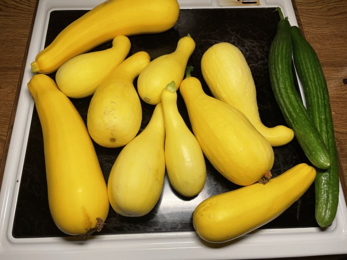 Flera gula squash och två gröna gurkor på ett köksbord, skördade med ficklampa på kvällen.