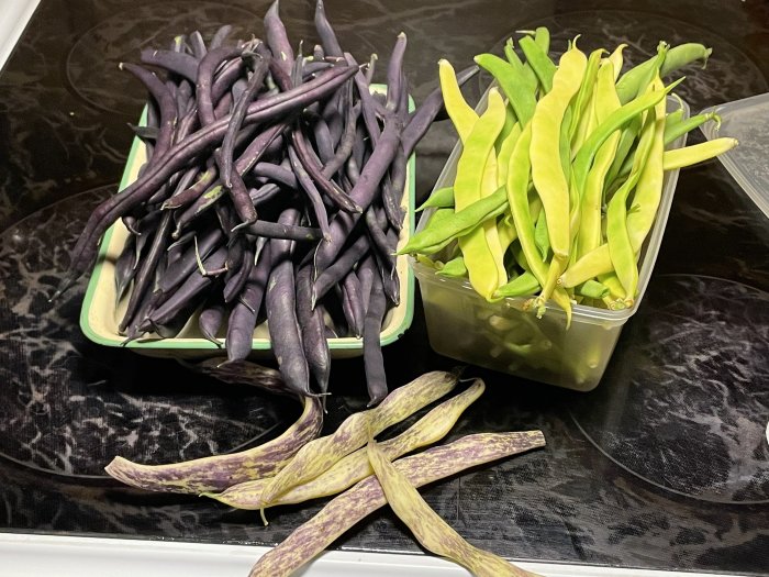 Skålar med lila och gröna bönor på ett mörkt köksbord, några gula bönor ligger utanför skålarna.