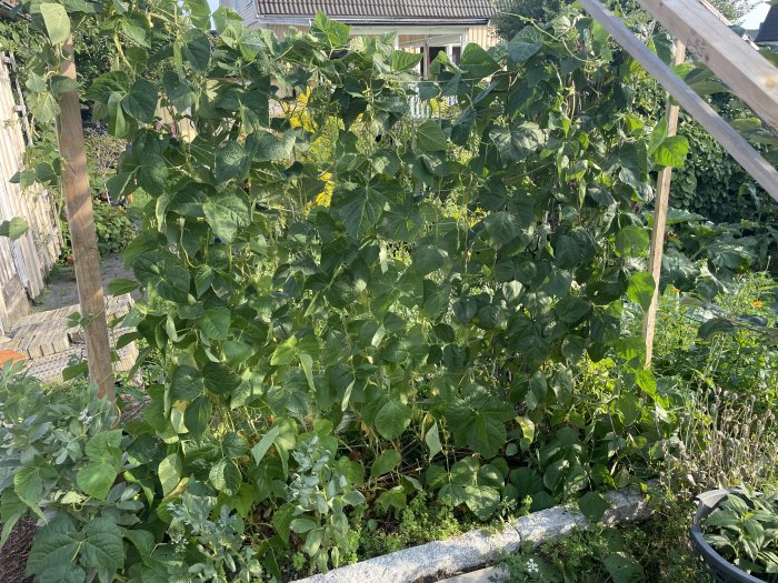 Lummig grönsaksodling med bönstjälkar i solljus, stödjas av träspaljé.