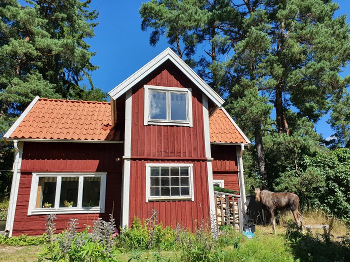 Renoverat rött torp med tegeltak och en älg vid sidan om huset i skogsmiljö.