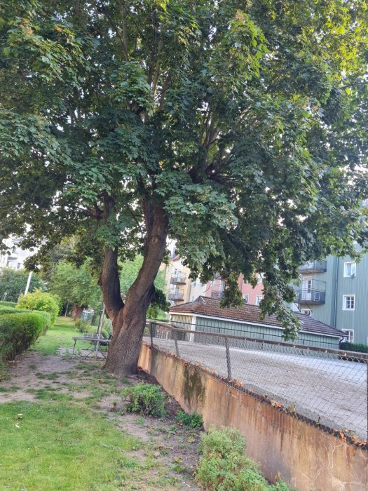 Stort träd med gröna löv vid en betongstödmur i en park med bänkar och hus i bakgrunden.