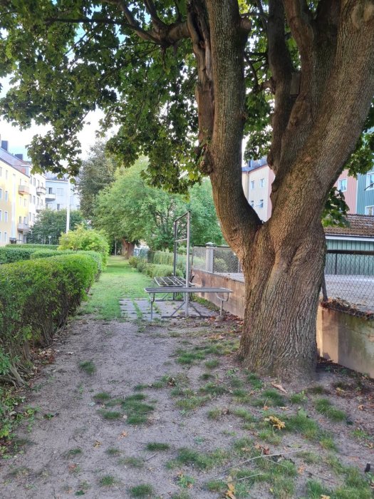 Gångväg i en lummig trädgård med ett stort träd framför hus och en parkbänk till höger.