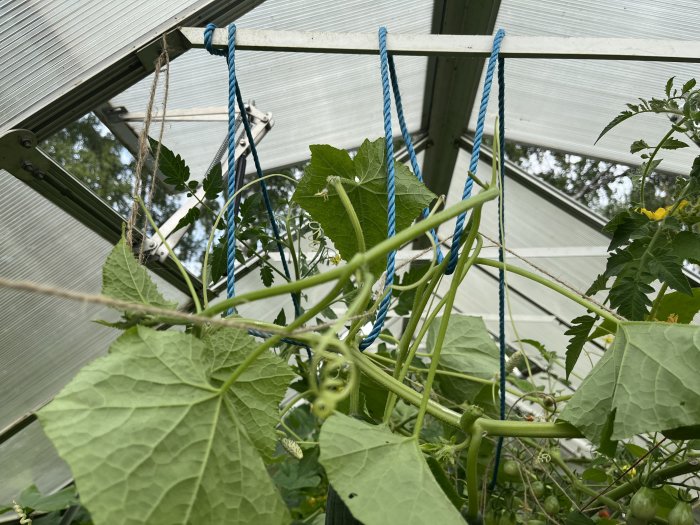 Gurkplantor som klättrar på rep stöd inuti ett växthus med synliga frukter och gröna löv.