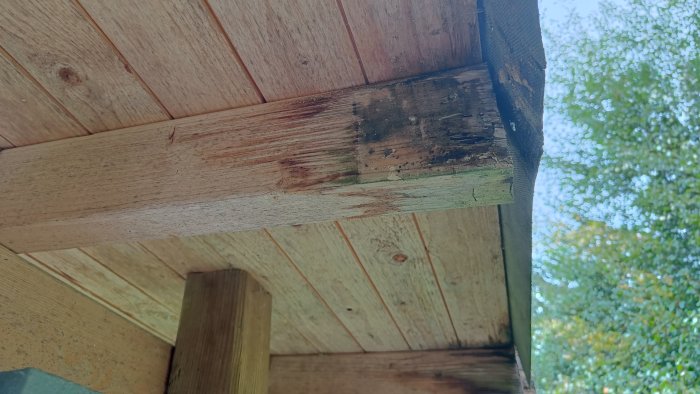 Skadebild på trä i takkonstruktion med mögelpåväxt och fuktskador.