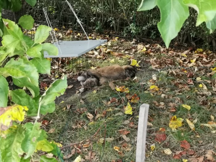 Hund ligger avslappnat på höstlöv med benen utsträckta bakåt under ett äppelträd.