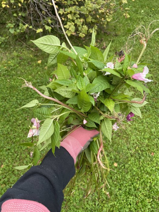 Hand i rosa handske som håller en bunt med gröna växter och rosa blommor mot en gräsmatta.