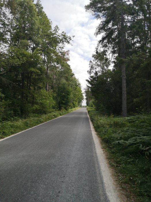 Asfalterad landsväg omgiven av tät skog och gröna växtligheter på en solig dag.