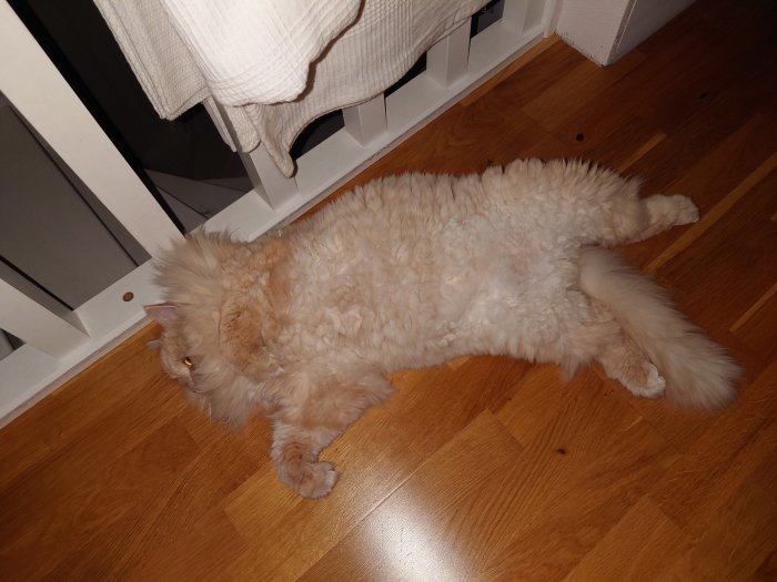 Långt lockigt päls på katt som ligger på trägolv bredvid element, ser avslappnad ut.