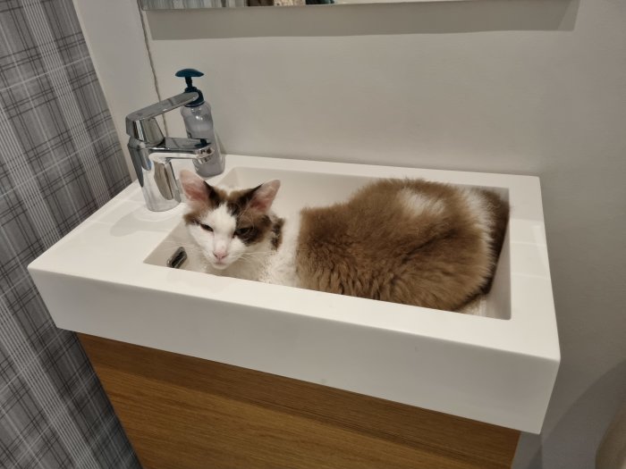 En vit och brun katt som ligger avslappnat i ett handfat.