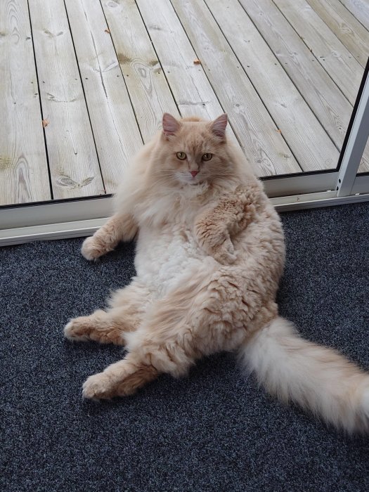 Fluffig beige katt sitter avslappnat med korsade tassar på en matta vid en träaltan.