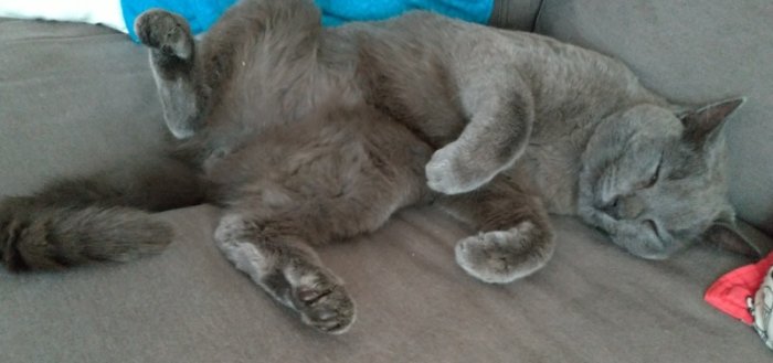 En grå katt som ligger upp och ner och sover på en soffa.