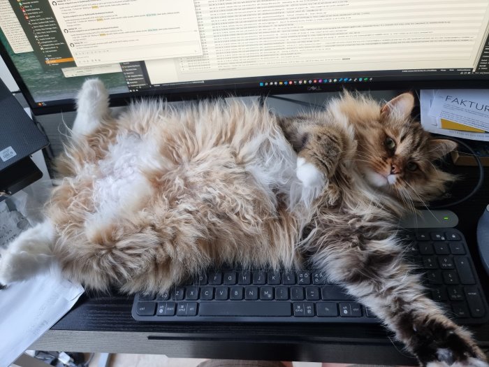 Fluffig katt ligger ovanpå ett tangentbord framför datorskärmar, ser bekväm men i vägen ut.