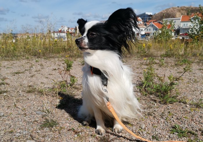 Svartvit hund med fluffig päls sitter på en grusväg med hus och natur i bakgrunden.