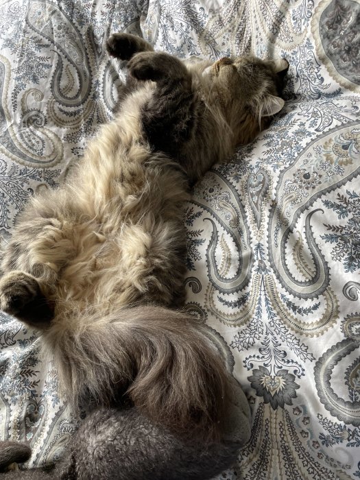 Katt som ligger på rygg och slappnar av på en mönstrad bädd med paisleymönster.