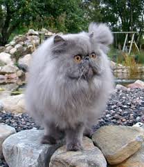 Perserkatt med ett grumpy uttryck står på stenar framför en damm.