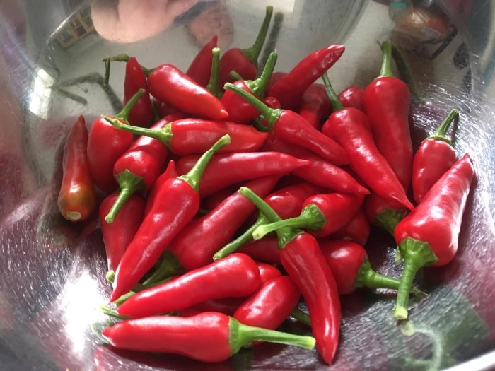 En skål med mogna röda chili Aji Lady redo för skörd.