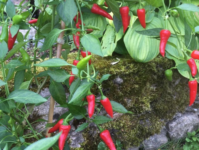 Mogen och omogen Aji Lady chili på en buske utomhus, grön bakgrund av löv och mossa.